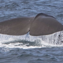 Sperm whale bonanza