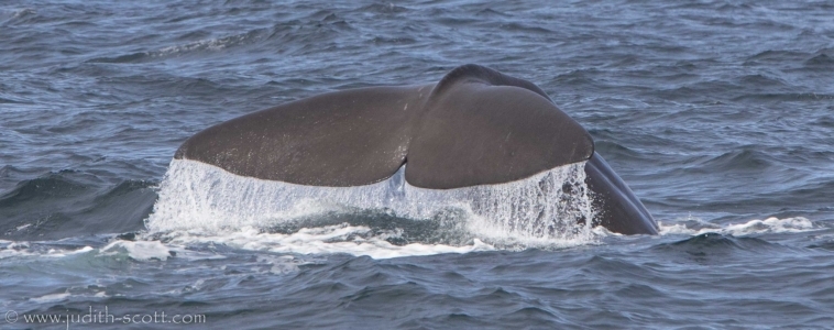 Sperm whale bonanza