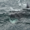 3107 basking shark 2