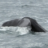 3107 sperm whale