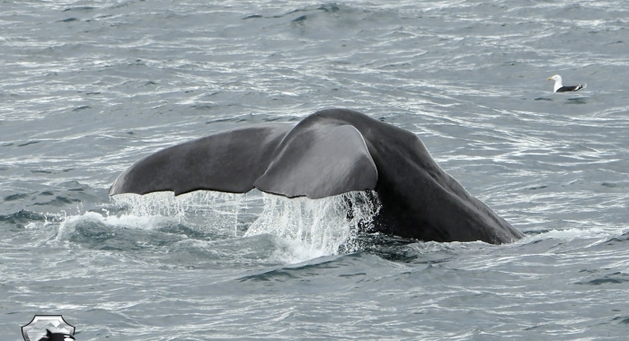 3107 sperm whale