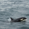 3107 young orca