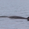 310718 Minke whale