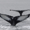 best whale watching iceland