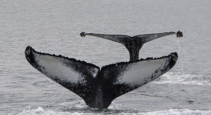 best whale watching iceland