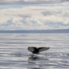 310718 humpback fluke in beautiful landscape