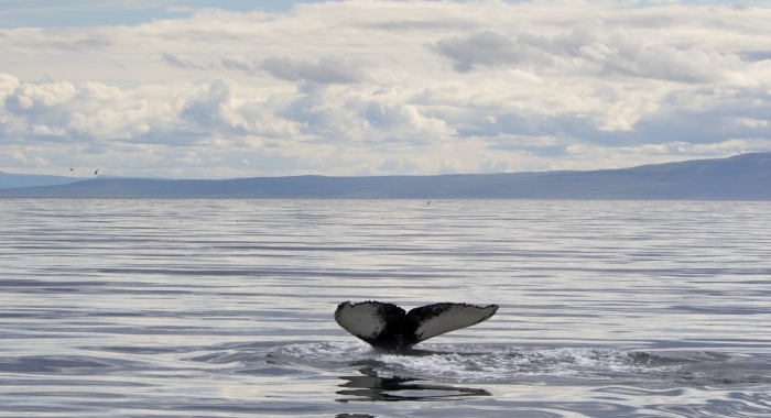 310718 humpback fluke in beautiful landscape