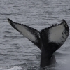 310818 humpback Example