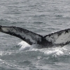310818 humpback ID orca teeth