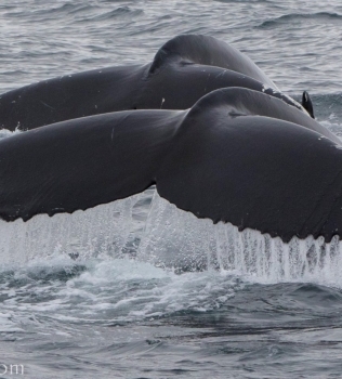 31/08/2018: Amazing humpbacks in Hólmavík