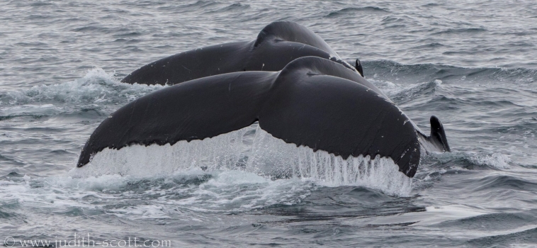 31/08/2018: Amazing humpbacks in Hólmavík