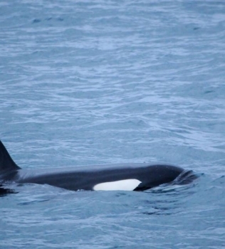 Orcas in Breiðafjörður