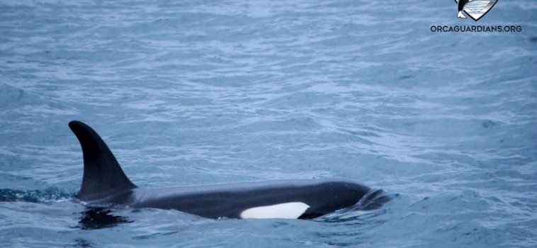 Orcas in Breiðafjörður