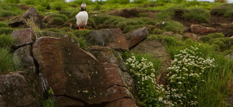 Hundreds of puffins and stunning views