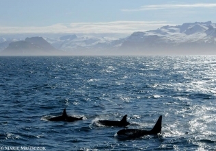 We are seeing so many little orca babies at the moment.