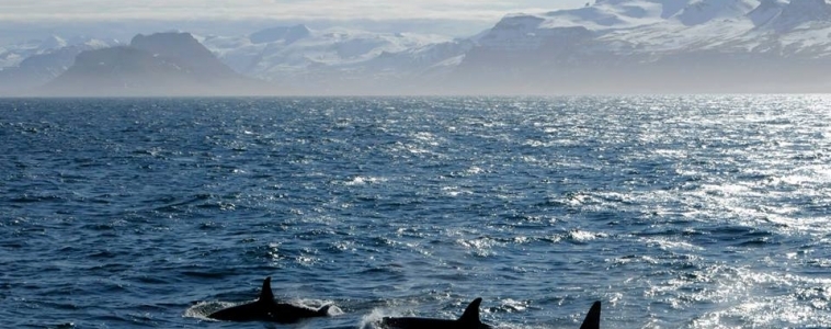 We are seeing so many little orca babies at the moment.