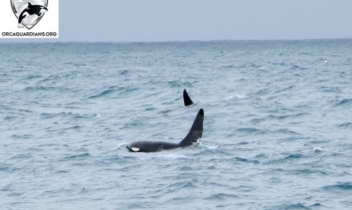 Three male orcas