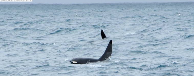 Three male orcas