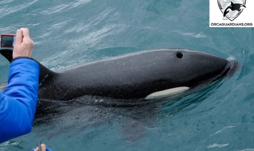 Group of about 15 orcas