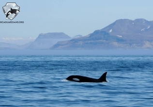 Two orca encounters