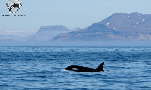 Two orca encounters