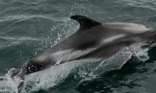 Group of white-beaked dolphins