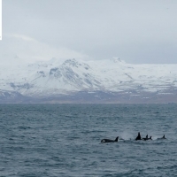 Observed the orcas in front of the snowy Icelandic landscape