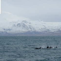 Observed the orcas in front of the snowy Icelandic landscape