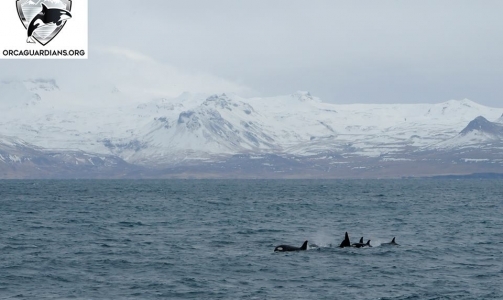 Observed the orcas in front of the snowy Icelandic landscape