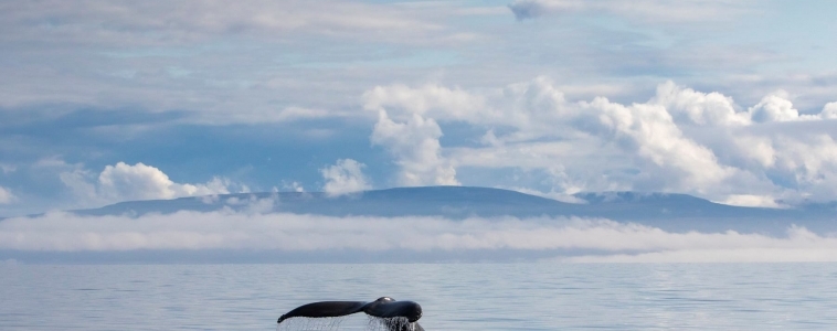 Holmavik Island Entdecken – Whale Watching, Museen, Wandern, Reiten und mehr in Holmavik in den Westfjorden
