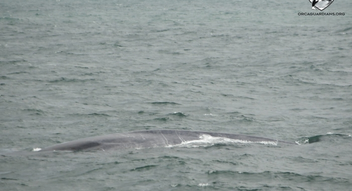 Blue whale back