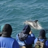 Close dolphin