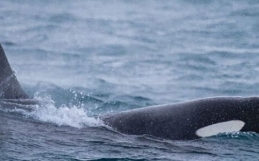 Best Whale Watching Iceland – Orcas and Sperm Whales on March 4, 2020