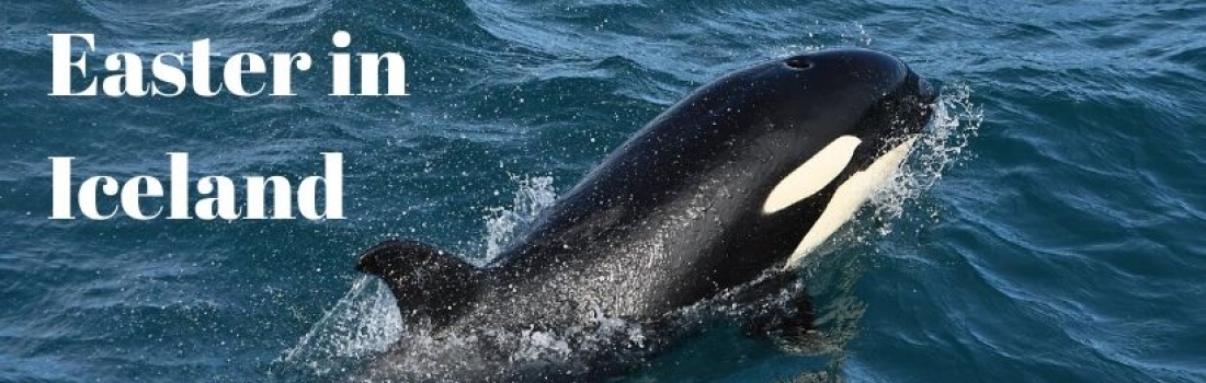 Easter in Iceland with Orcas, Humpback Whales, and Dolphins