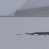 Humpback_whale