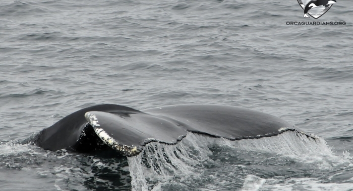 _IMG98460908 humpback tail Olafsvik