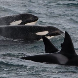 Iceland Orca Watching February 18, 2020