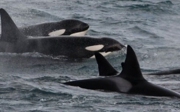 Iceland Orca Watching February 18, 2020