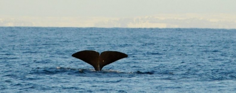 Iceland Sperm Whales January 26, 2019