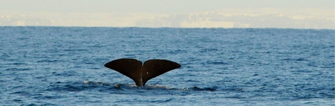 Iceland Sperm Whales January 26, 2019