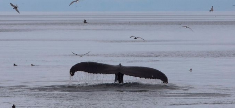 Iceland Whale Watching July 2019 in the Remote Westfjords