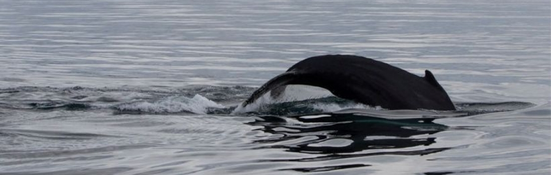 Holmavik – the Place to be for Iceland Whale Watching in September
