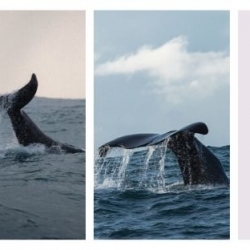 Whale Watching Iceland Winter 2020