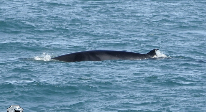 Minke whale - whale watching in snaefellsnes
