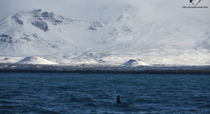 Orca Watching Iceland March
