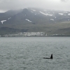 Orca in front of Olafsvik