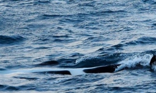 Snaefellsnes Orca Watching in January – Report from January 23