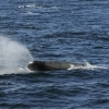 Sperm whale blow