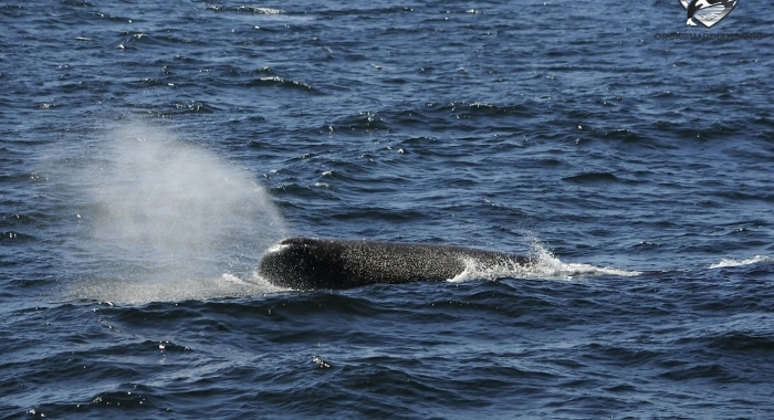 Sperm whale blow