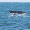 Sperm whale fluke